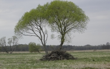 Drzewo z rozłożystą koroną na polu