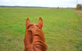 Fragment końskiego łba, widziany od tyłu, koń maści rudej, w tle zielone pole