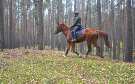 Jeździec na rudym koniu, w tle jesienny las