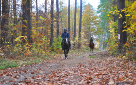 Jesienny las, dw&oacute;ch jeźdzc&oacute;w na koniu, jeden z przodu, drugi kilka metr&oacute;w dalej