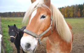 Łeb konia maści jasno brązowej, z białą grzywą, z tyłu fragment czarnego kuca, w tle pole i las