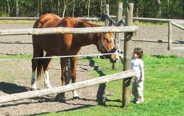 Koń, za ogrodzeniem z drewnianych belek, pochyla się tak, żeby mała dziewczynka stojąca za ogrodzeniem mogła go pogłaskać po łbie. W tle zielone pastwisko.