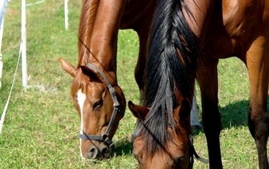 Zdjęcie przedstawia dwa konie. Widoczne są same łby, pochylone i skubiące trawę. Konie są gniade, pierwszy ma czarną grzywę, drugi rudą.