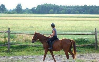 Jeździec (kobieta) na gniadym koniu. Ujęcie boczne. W tle pole i dalej las.