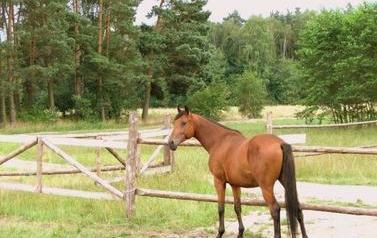 Gniady koń, stoi na tle lasu. Za nim widać drewniane ogrodzenie pastwiska z drewnianych drąg&oacute;w.