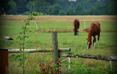 Zdjęcie przedstawia zielone pastwisko, na kt&oacute;rym skubią trawę dwa gniade konie. Po lewej stronie zdjęcia widać bociana.