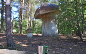 makieta grzyb&oacute;w
