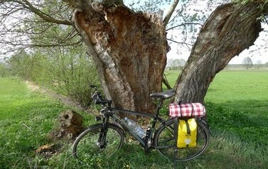 Rower oparty o drzewo